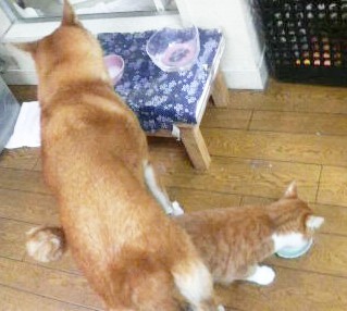 f:id:JuneNNN:20191101161831j:plain f:id:JuneNNN:20191101161831j:plain