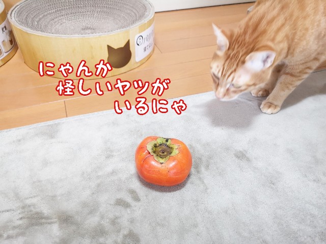f:id:JuneNNN:20191103123759j:plain