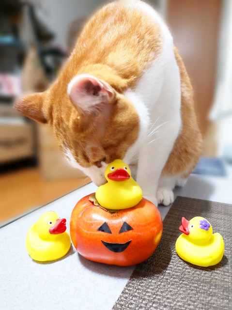 f:id:JuneNNN:20191103130049j:plain f:id:JuneNNN:20191103130049j:plain