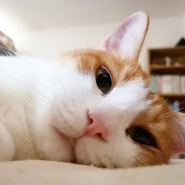f:id:JuneNNN:20191105150125j:plain