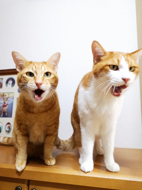 f:id:JuneNNN:20191110111758j:plain