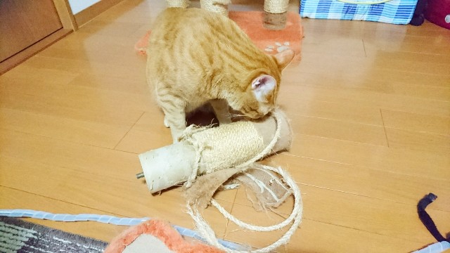 f:id:JuneNNN:20191116175238j:plain