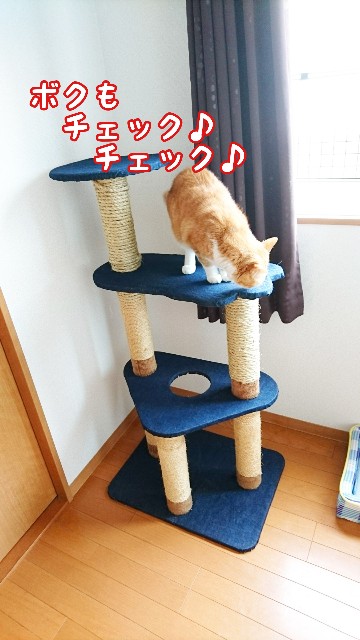 f:id:JuneNNN:20191116175303j:plain