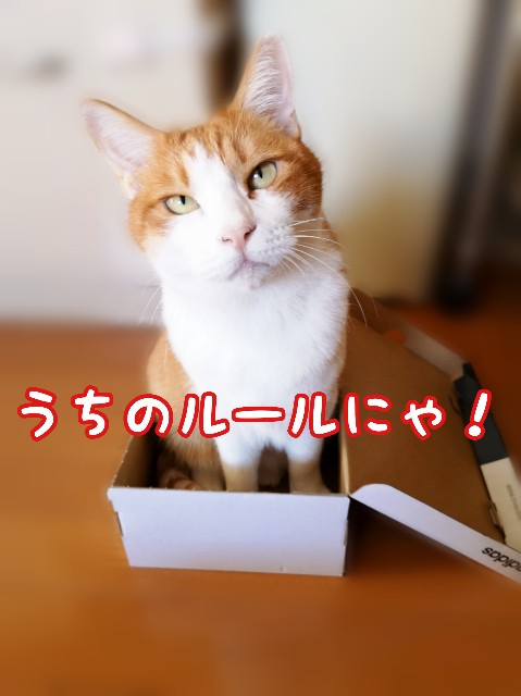 f:id:JuneNNN:20191118095151j:plain