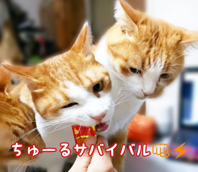 f:id:JuneNNN:20191118102004j:plain