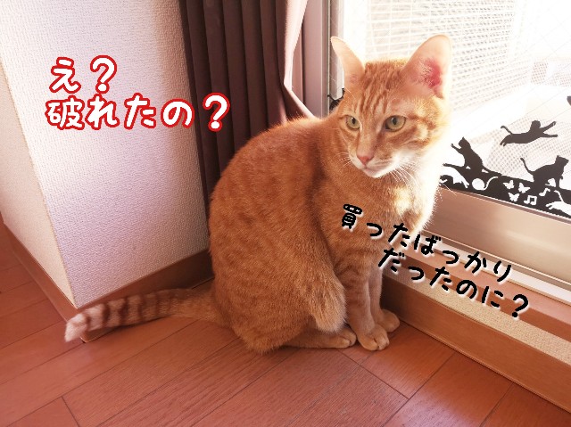 f:id:JuneNNN:20191120123634j:plain f:id:JuneNNN:20191120123634j:plain