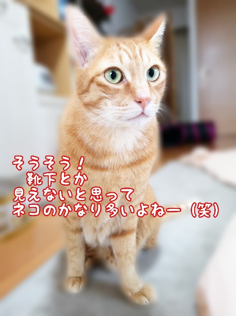 f:id:JuneNNN:20191126125538j:plain