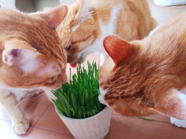 f:id:JuneNNN:20191202102333j:plain