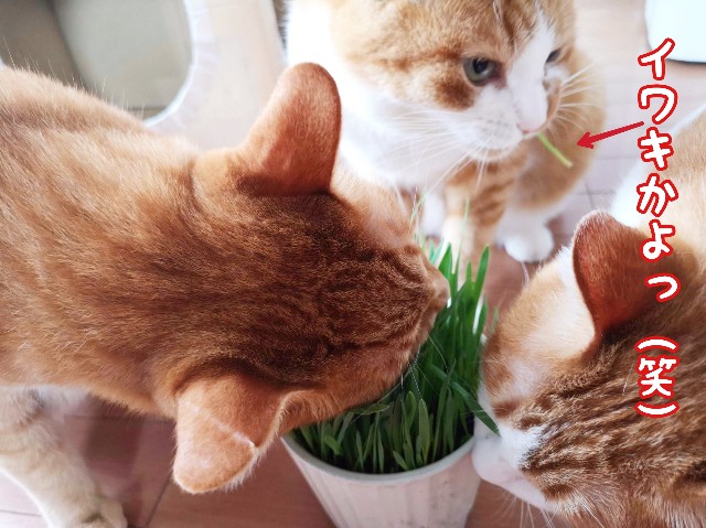 f:id:JuneNNN:20191202103957j:plain