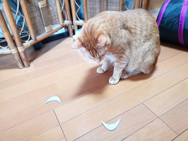 f:id:JuneNNN:20191202144803j:plain