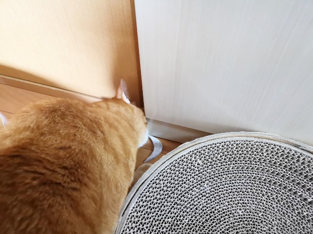 f:id:JuneNNN:20191202144826j:plain