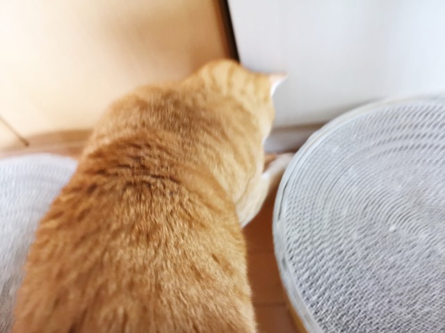 f:id:JuneNNN:20191202144831j:plain