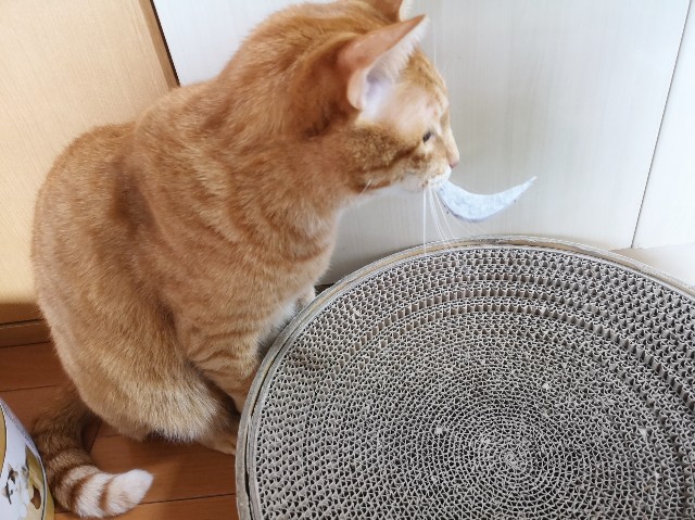 f:id:JuneNNN:20191202144835j:plain