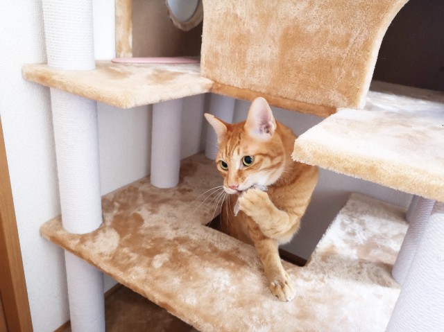f:id:JuneNNN:20191202144914j:plain