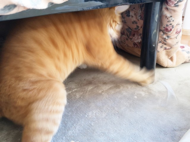 f:id:JuneNNN:20191202144925j:plain f:id:JuneNNN:20191202144925j:plain