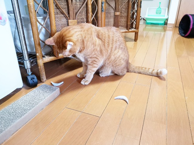 f:id:JuneNNN:20191202144934j:plain