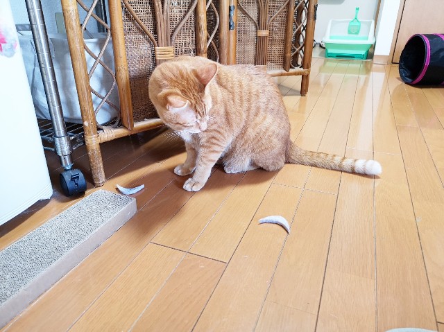 f:id:JuneNNN:20191202144946j:plain