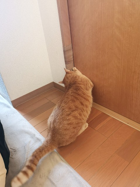 f:id:JuneNNN:20191203120748j:plain