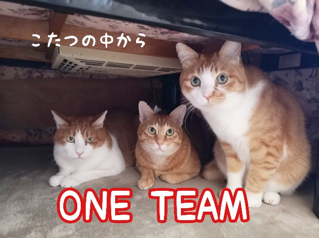 f:id:JuneNNN:20191204120221j:plain