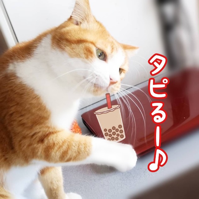 f:id:JuneNNN:20191204120249j:plain