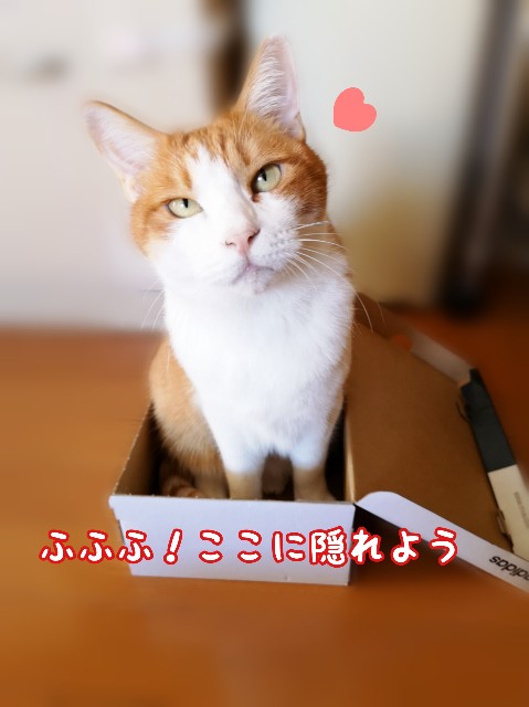 f:id:JuneNNN:20191205142941j:plain
