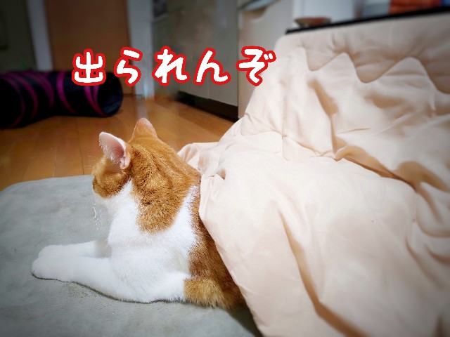 f:id:JuneNNN:20191205142949j:plain