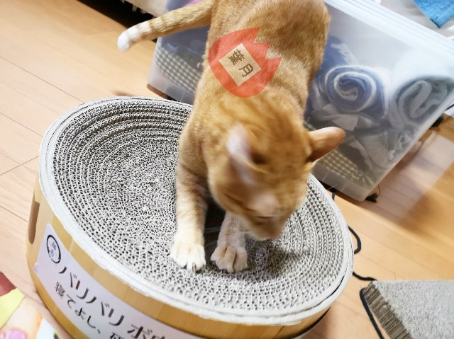 f:id:JuneNNN:20191206123319j:plain