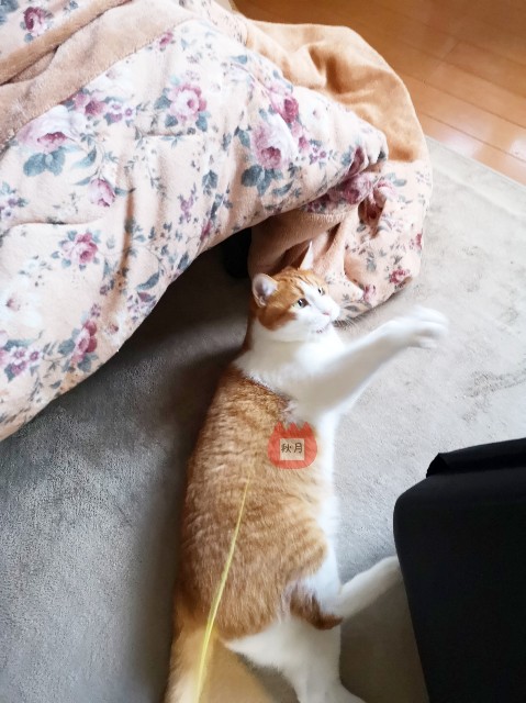 f:id:JuneNNN:20191206123325j:plain