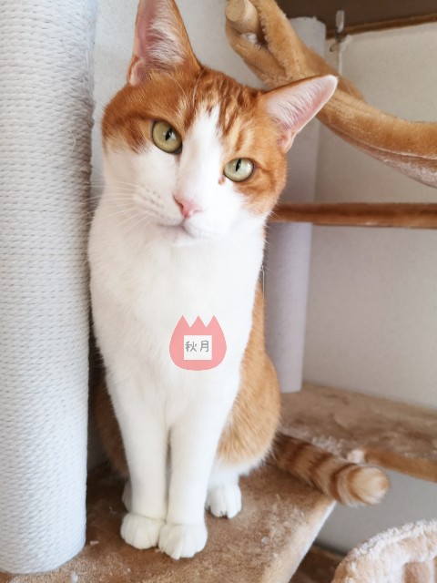 f:id:JuneNNN:20191207161959j:plain