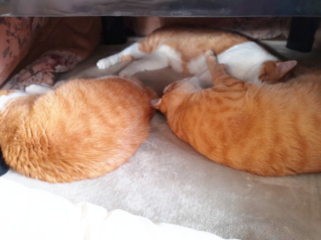 f:id:JuneNNN:20191209100549j:plain f:id:JuneNNN:20191209100549j:plain