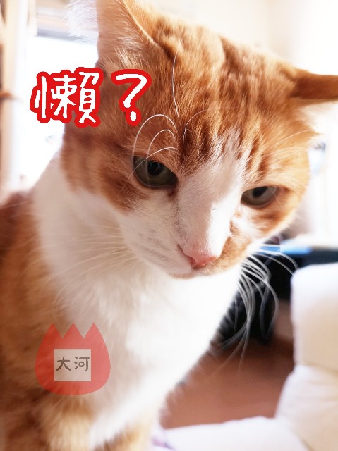 f:id:JuneNNN:20191209103331j:plain f:id:JuneNNN:20191209103331j:plain