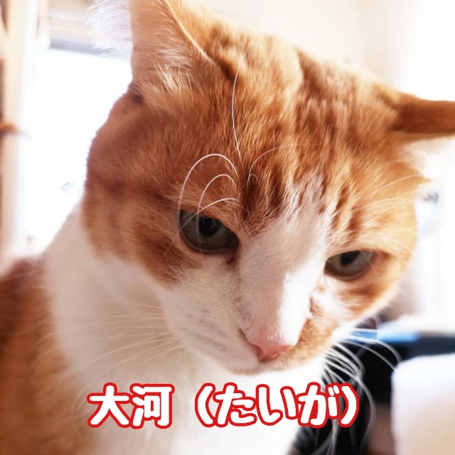 f:id:JuneNNN:20191211120528j:plain