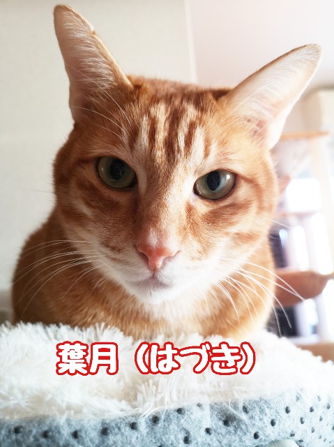 f:id:JuneNNN:20191211120533j:plain