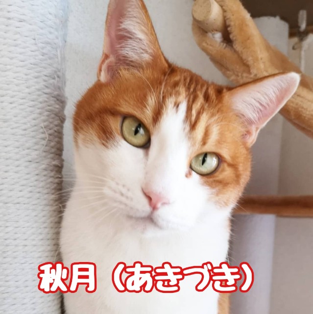 f:id:JuneNNN:20191211120537j:plain