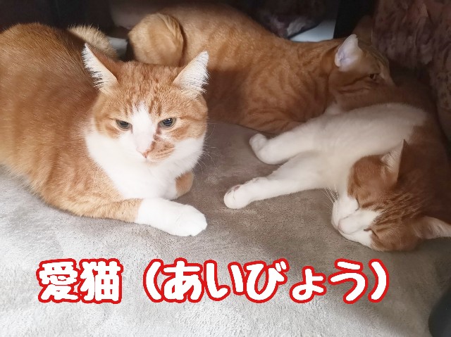 f:id:JuneNNN:20191211120545j:plain