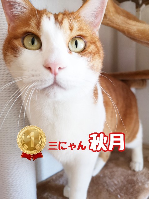 f:id:JuneNNN:20191211123622j:plain