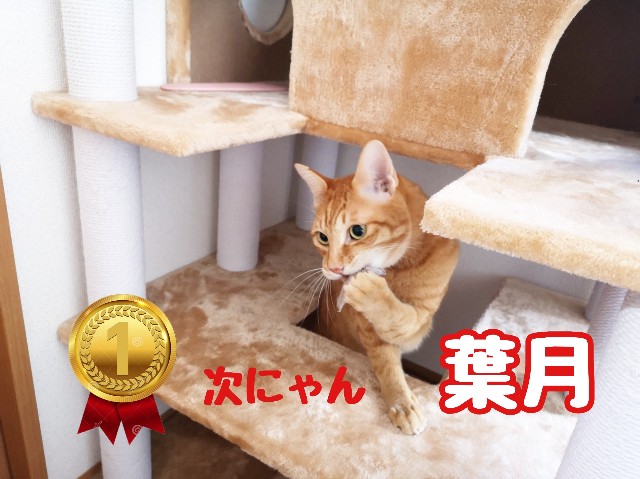 f:id:JuneNNN:20191211123630j:plain