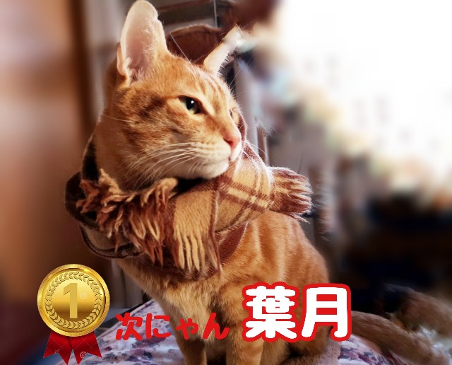 f:id:JuneNNN:20191211123738j:plain