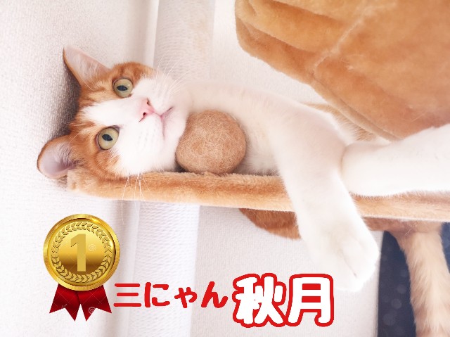 f:id:JuneNNN:20191211123804j:plain