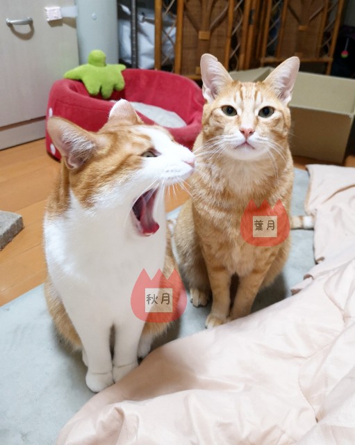 f:id:JuneNNN:20191213112420j:plain