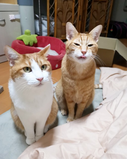 f:id:JuneNNN:20191213112439j:plain