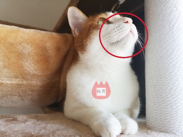 f:id:JuneNNN:20191214152116j:plain