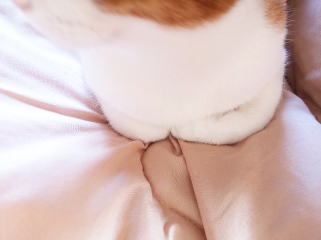 f:id:JuneNNN:20191214152216j:plain