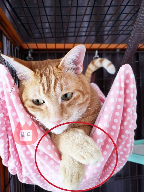 f:id:JuneNNN:20191214152235j:plain