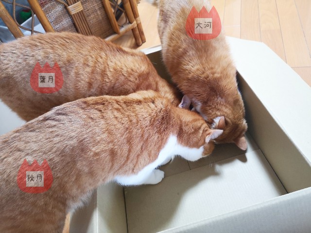 f:id:JuneNNN:20191215144254j:plain f:id:JuneNNN:20191215144254j:plain