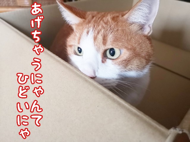 f:id:JuneNNN:20191215173545j:plain f:id:JuneNNN:20191215173545j:plain