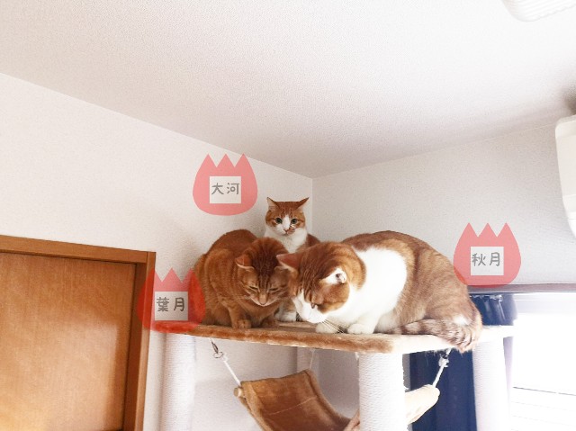 f:id:JuneNNN:20191216102719j:plain f:id:JuneNNN:20191216102719j:plain