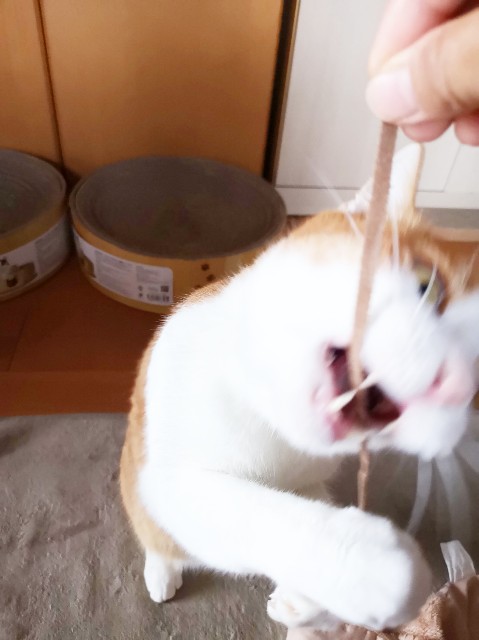 f:id:JuneNNN:20191218120134j:plain f:id:JuneNNN:20191218120134j:plain