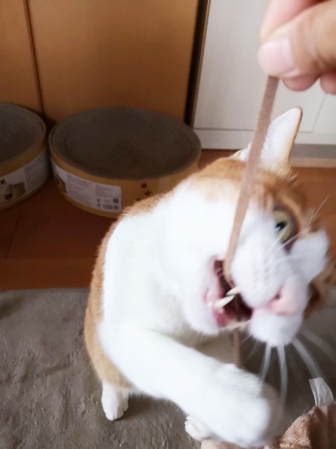 f:id:JuneNNN:20191218120140j:plain f:id:JuneNNN:20191218120140j:plain