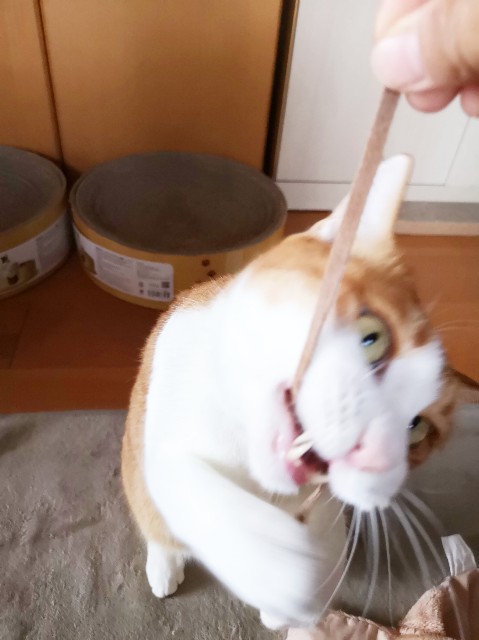f:id:JuneNNN:20191218120148j:plain f:id:JuneNNN:20191218120148j:plain